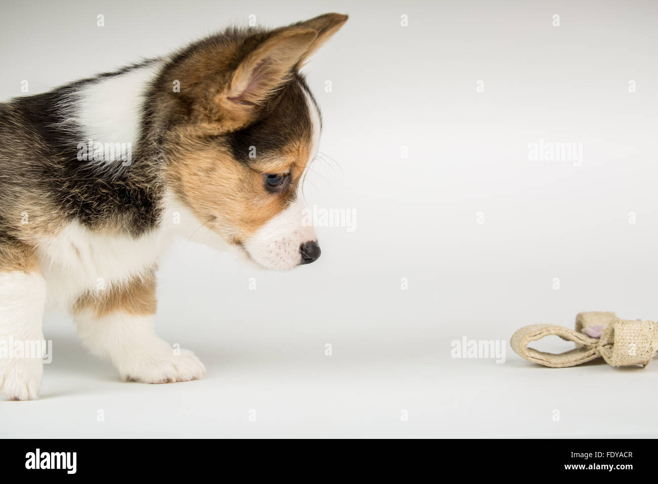 Otto settimane vecchio cucciolo Corgi " Basilico " guardando molto incerti e preoccupati per un nuovo giocattolo masticare aveva appena ricevuto Foto Stock