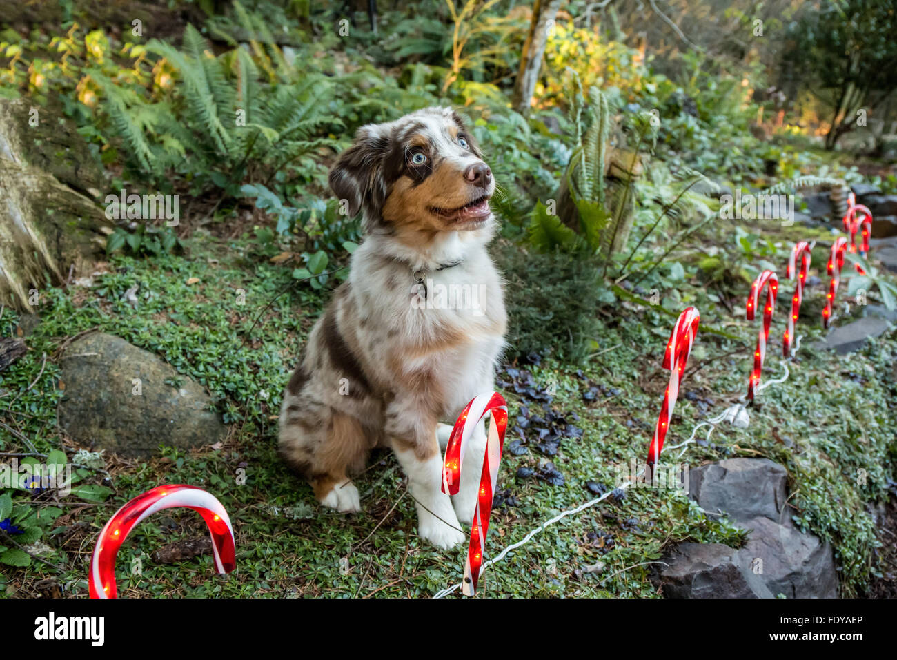 Di quattro mesi Red Merle pastore australiano cucciolo "Harvest Moon il Cimarron Rose' udienza dal Natale candy cane luci Foto Stock