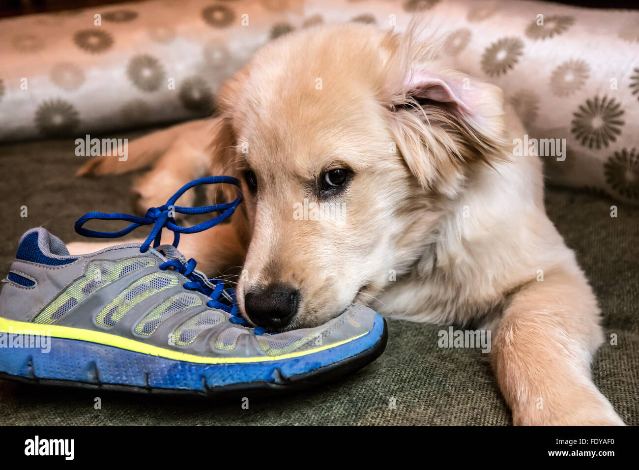 Di quattro mesi il Golden Retriever cucciolo 'Murphy' masticare su una vecchia scarpa in Issaquah, Washington, Stati Uniti d'America Foto Stock