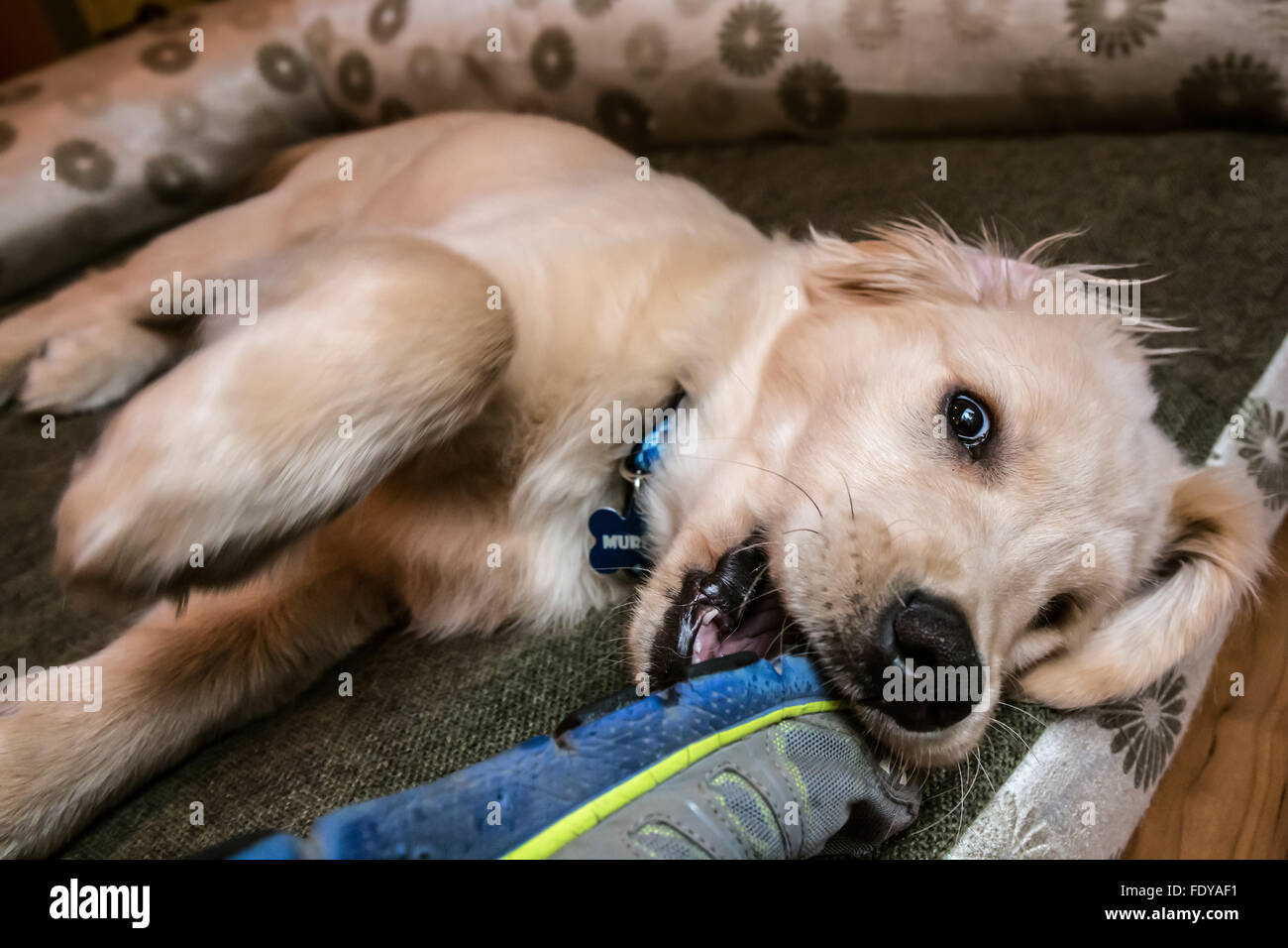 Di quattro mesi il Golden Retriever cucciolo 'Murphy' masticare su una vecchia scarpa in Issaquah, Washington, Stati Uniti d'America Foto Stock