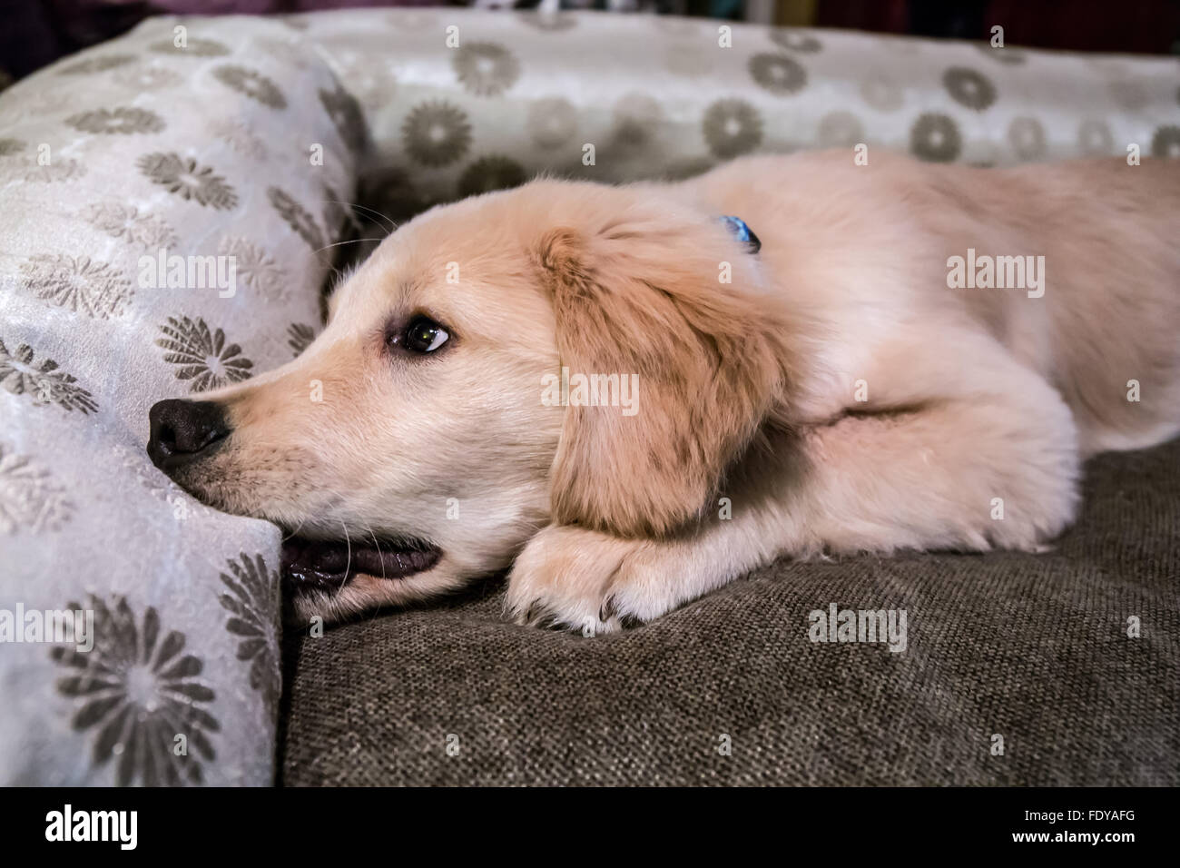 Di quattro mesi il Golden Retriever cucciolo 'Murphy' essendo malizioso e masticare sul suo letto in Issaquah, Washington, Stati Uniti d'America Foto Stock