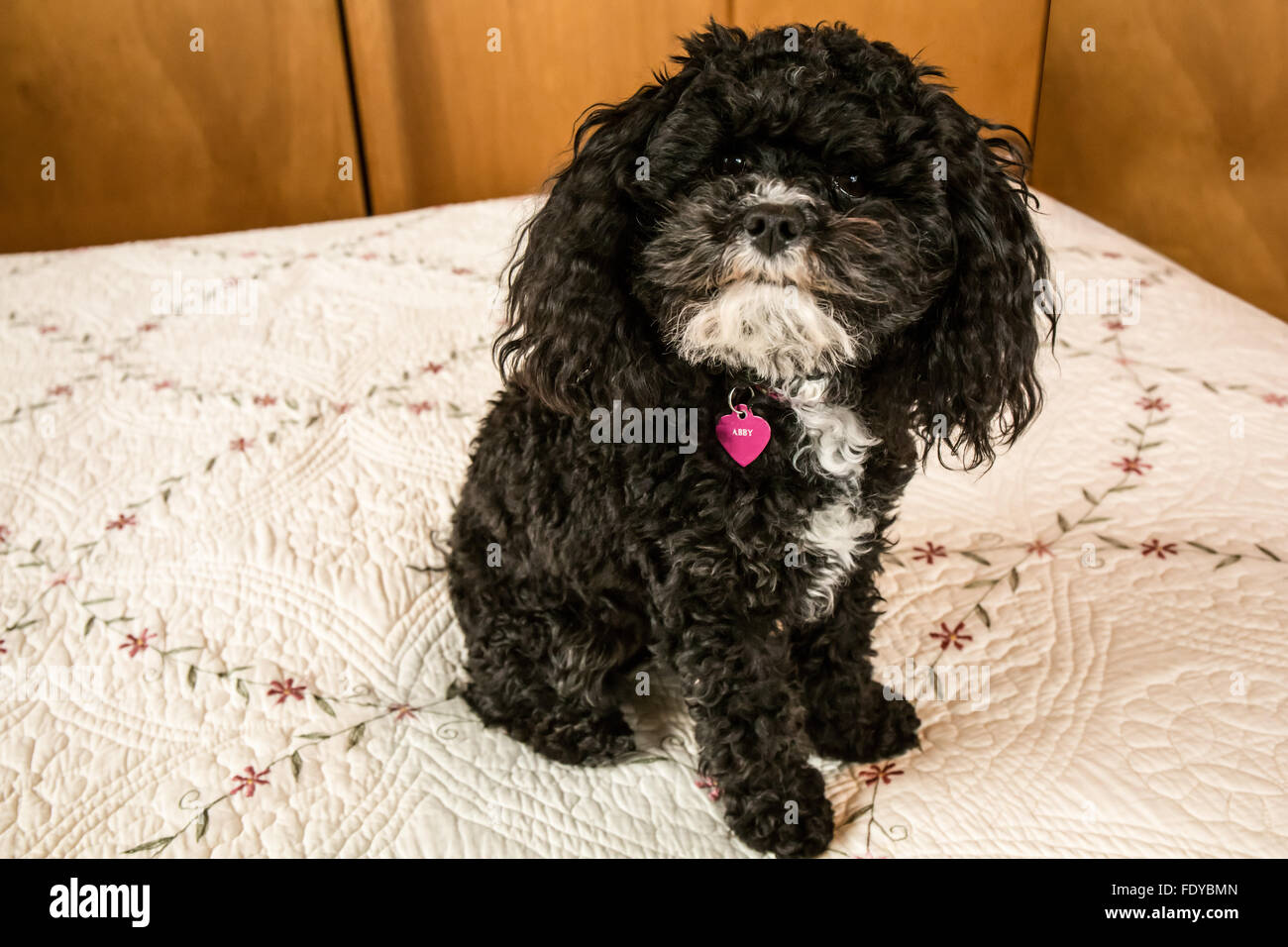 Barboncino Toy cucciolo "Abby' a Seattle, Washington, Stati Uniti d'America. Altri nomi per la razza includono: Barbone, Caniche, Chien Canne, Francese P Foto Stock
