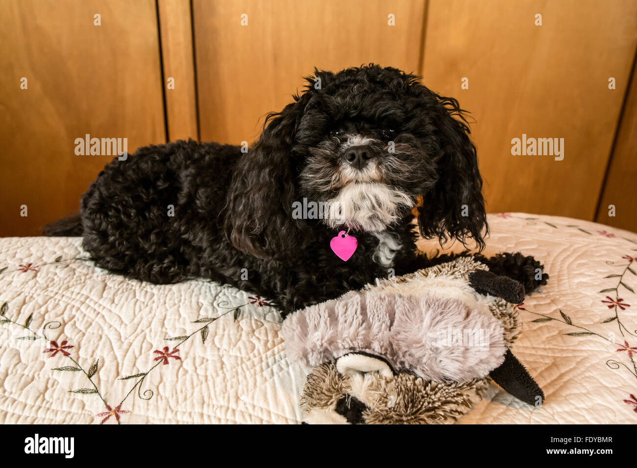 Barboncino Toy cucciolo "Abby' a Seattle, Washington, Stati Uniti  d'America. Altri nomi per la razza includono: Barbone, Caniche, Chien  Canne, Francese P Foto stock - Alamy