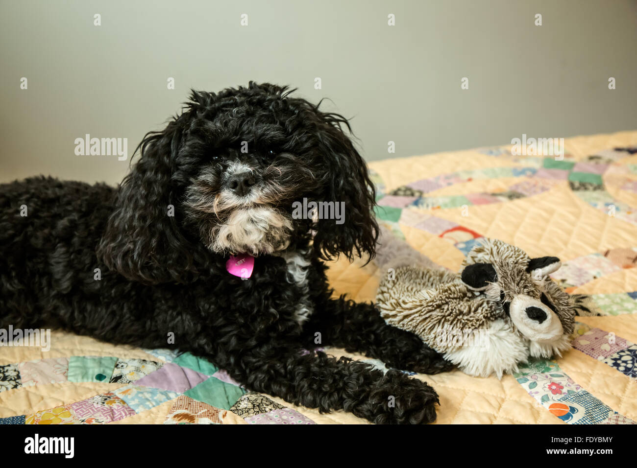 Barboncino Toy cucciolo "Abby' a Seattle, Washington, Stati Uniti d'America. Altri nomi per la razza includono: Barbone, Caniche, Chien Canne, Francese P Foto Stock
