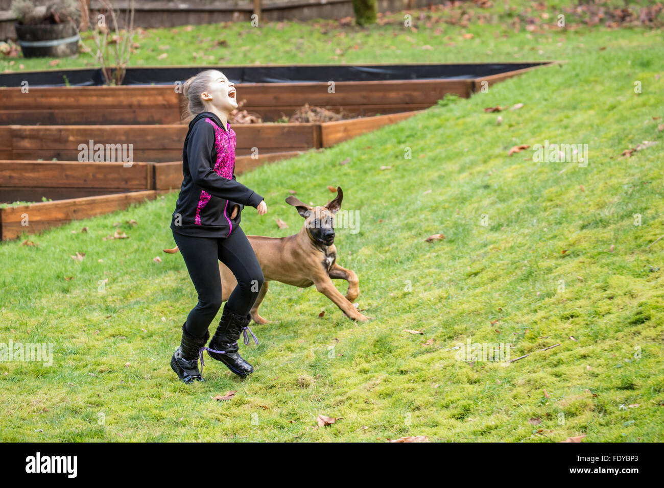 Quattro mesi Ridgeback rhodesiano cucciolo, Ted, a caccia di una ragazza di 10 anni fuori in Issaquah, Washington, Stati Uniti d'America Foto Stock