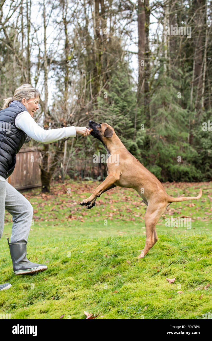 Quattro mesi Ridgeback rhodesiano cucciolo, Ted, salti fino a ottenere un bastone dal suo proprietario in Issaquah, Washington, Stati Uniti d'America Foto Stock