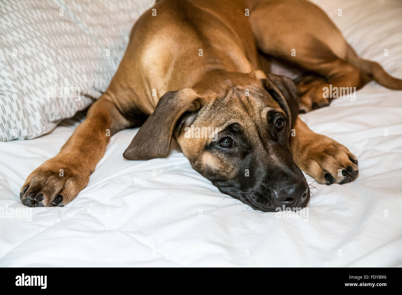 Quattro mesi Ridgeback rhodesiano cucciolo,Ted, disteso sul suo letto padronale in Issaquah, Washington, Stati Uniti d'America Foto Stock