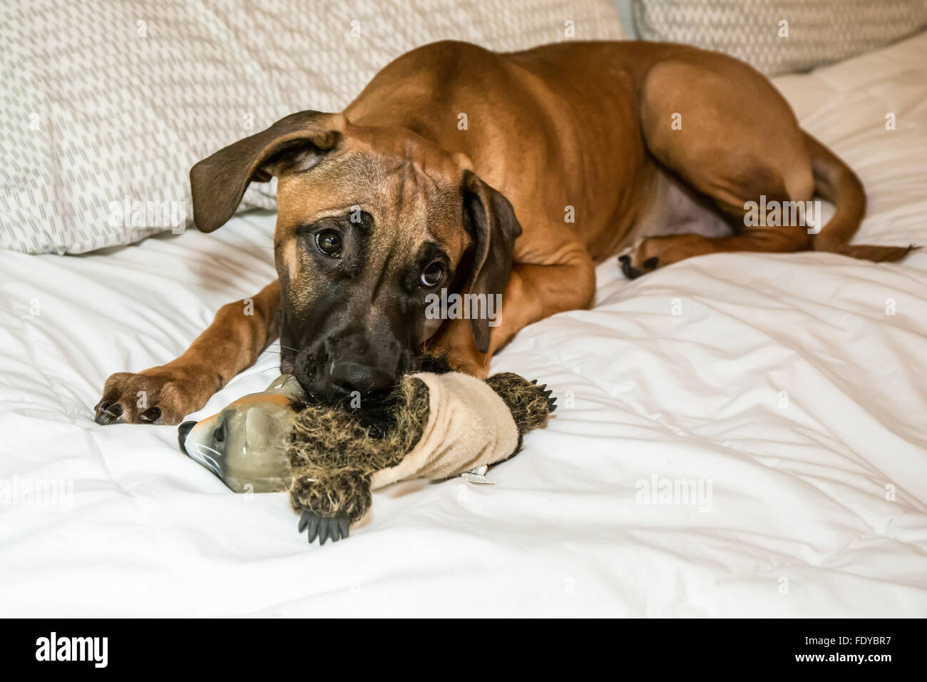 Quattro mesi Ridgeback rhodesiano cucciolo, Ted, disteso sul suo letto padronale in Issaquah, Washington, Stati Uniti d'America Foto Stock