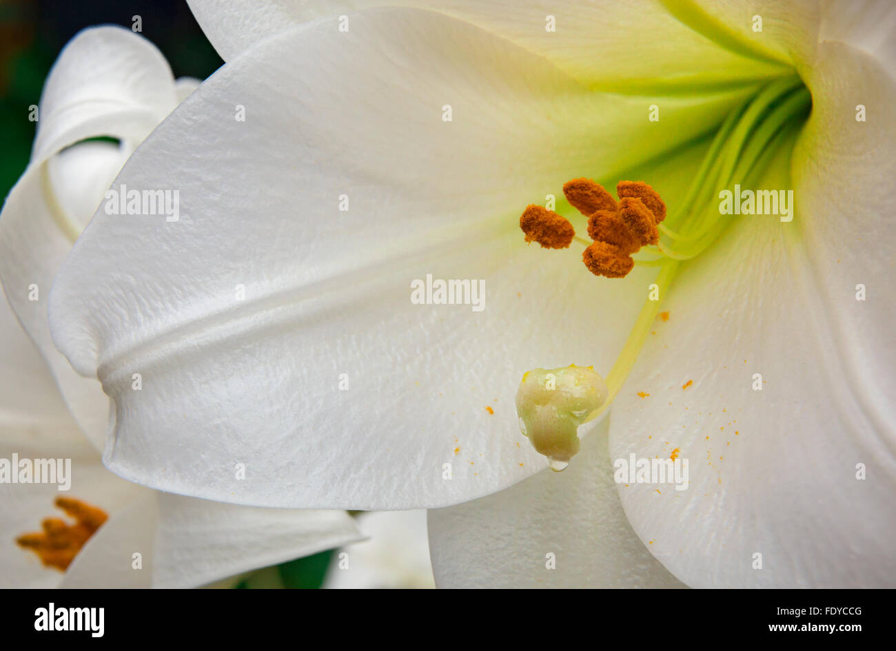 Close-up di bianco giglio a campana, Lilium longiflorum 'Bianco cielo' Foto Stock