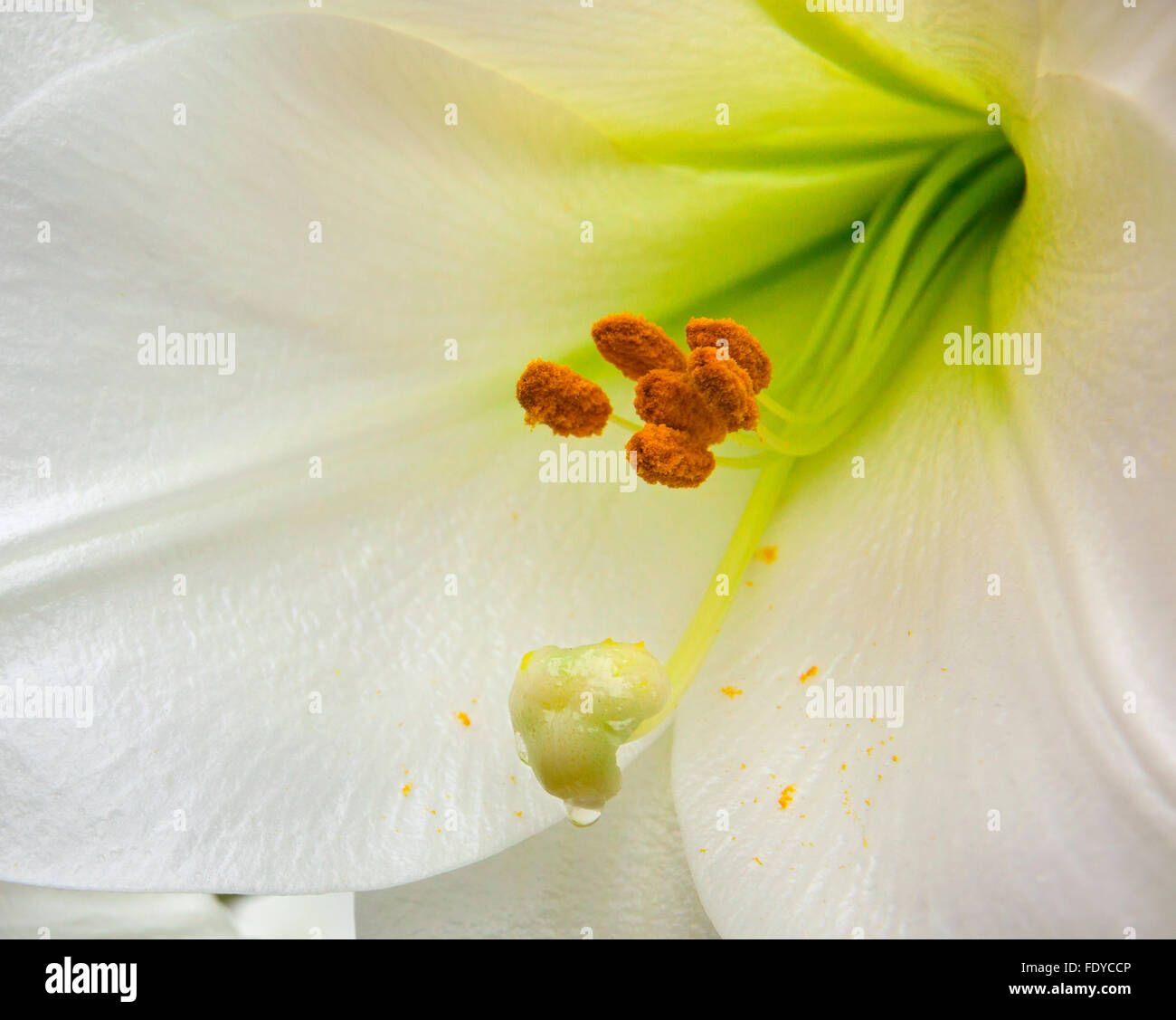 Close-up di bianco giglio a campana, Lilium longiflorum 'Bianco cielo' Foto Stock