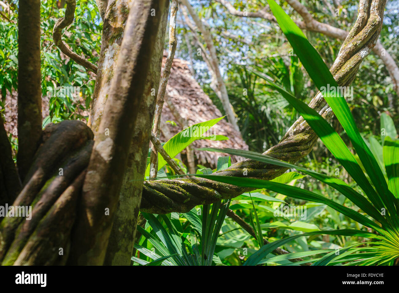L'ayahuasca vine, Banisteriopsis caapi, è una giungla tradizionale medicina che cresce in amazzonia del Perù e spirali come dna Foto Stock