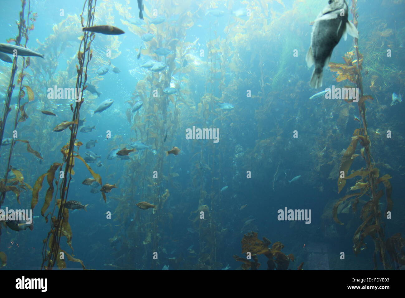 Un'interpretazione di una foresta di kelp Foto Stock