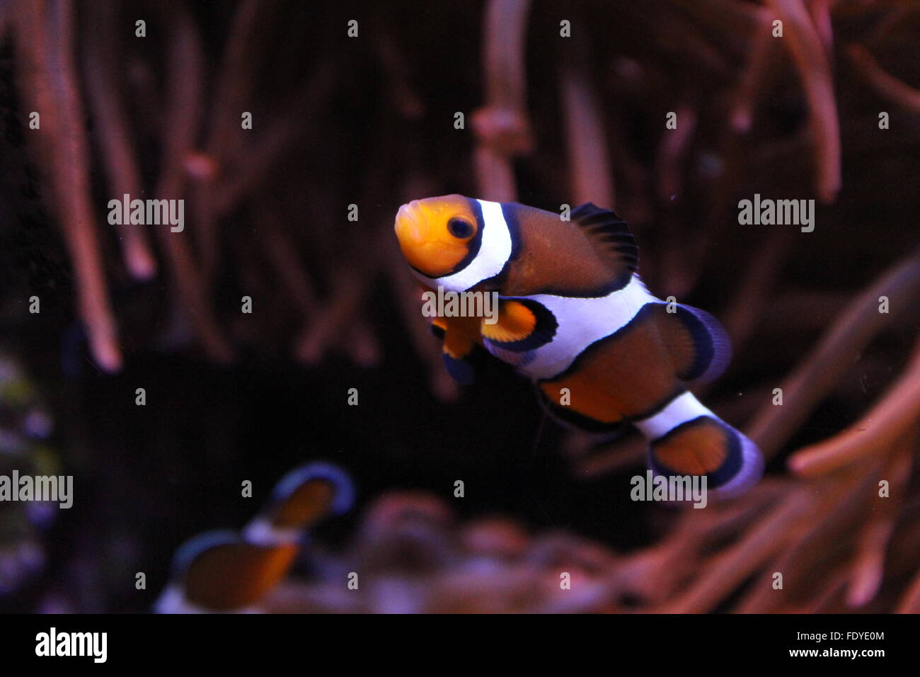 Clownfish nuoto tra un anemone. Foto Stock
