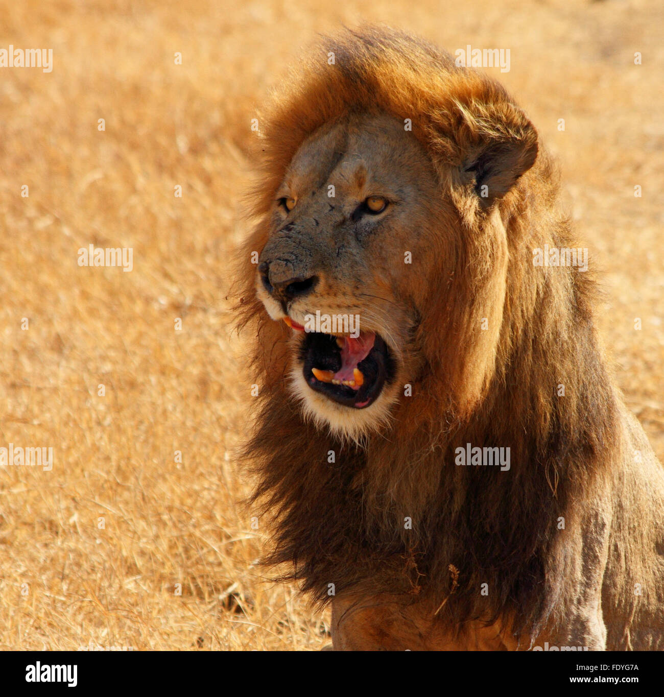 Un Lion comicly apre la sua bocca e che figurano a parlare. Foto Stock