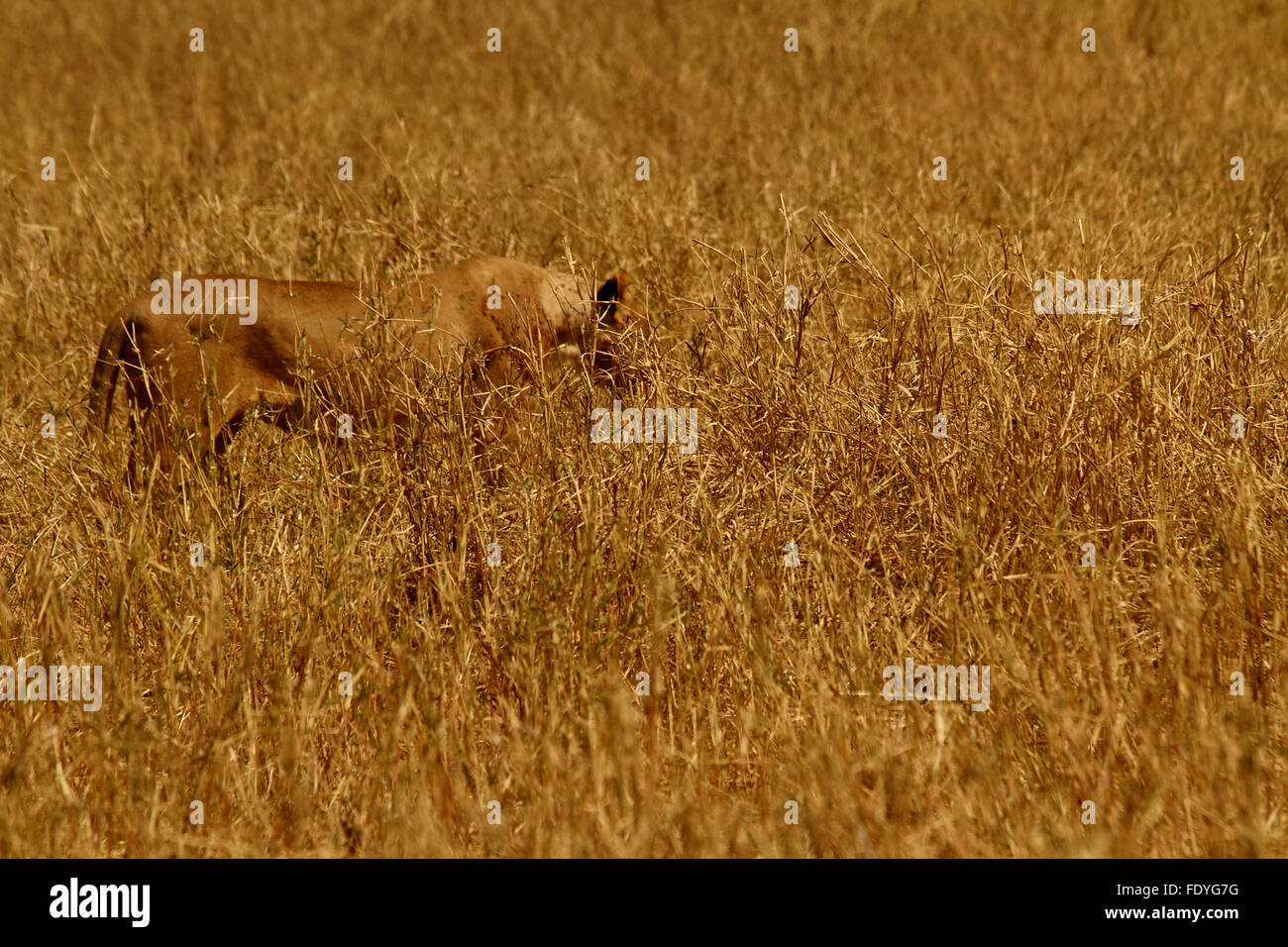 Un colore bruno Leonessa (Panthera leo) nascosti tra colorato simile erba di Savannah Foto Stock