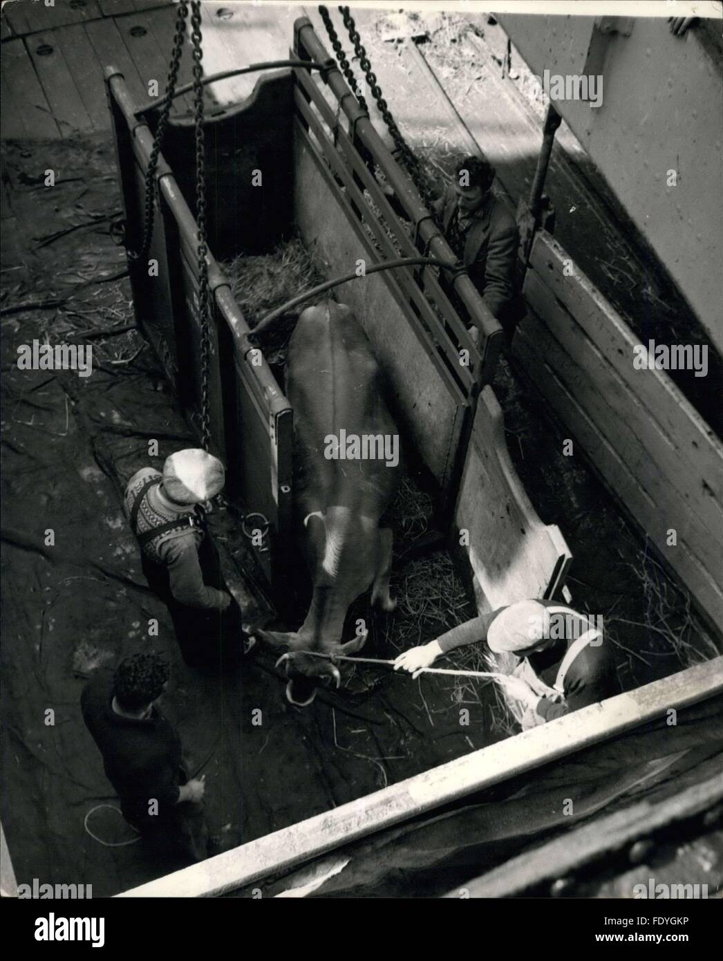 1968 - Jersey bovini sono famosi in tutto il mondo e sono una delle isole più grandi industrie. Qui il bestiame vengono caricati in un British Railways nave fort trasporto per la Francia per il bestiame. Jersey attende i suoi visitatori reale. Il 25 Luglio prossimo uno dei più trafficati uomini sarà il signor W.G. Furzer, Harbourmaster di St. Helier, Jersey, per questo giorno, della Regina e del Duca di Edimburgo navigherà in porto a bordo del Royal Yacht Britannia. Sin dal XIV secolo Jersey è stato un possedimento britannico, ma è solo 15 miglia dalla costa francese, ha un clima continentale e ancora Foto Stock