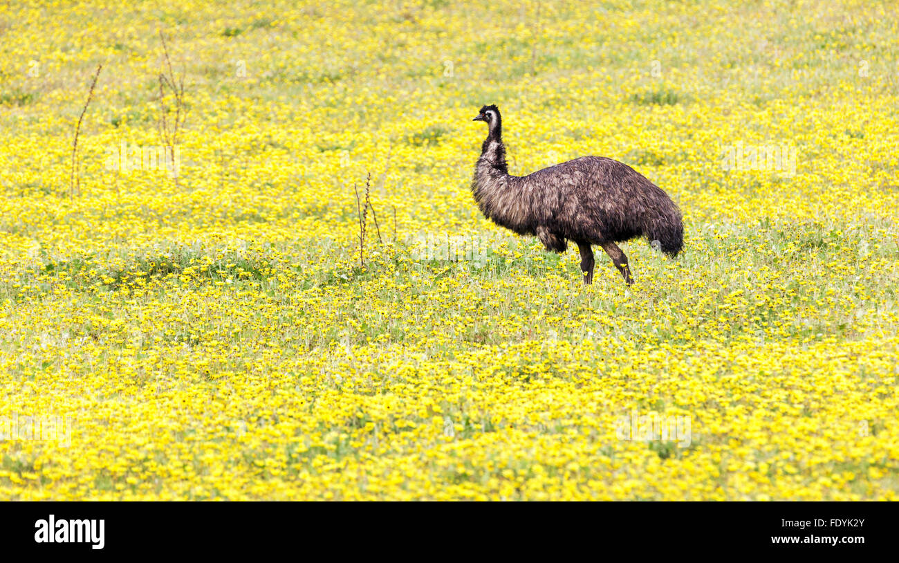 Wild uem nel paddock Foto Stock