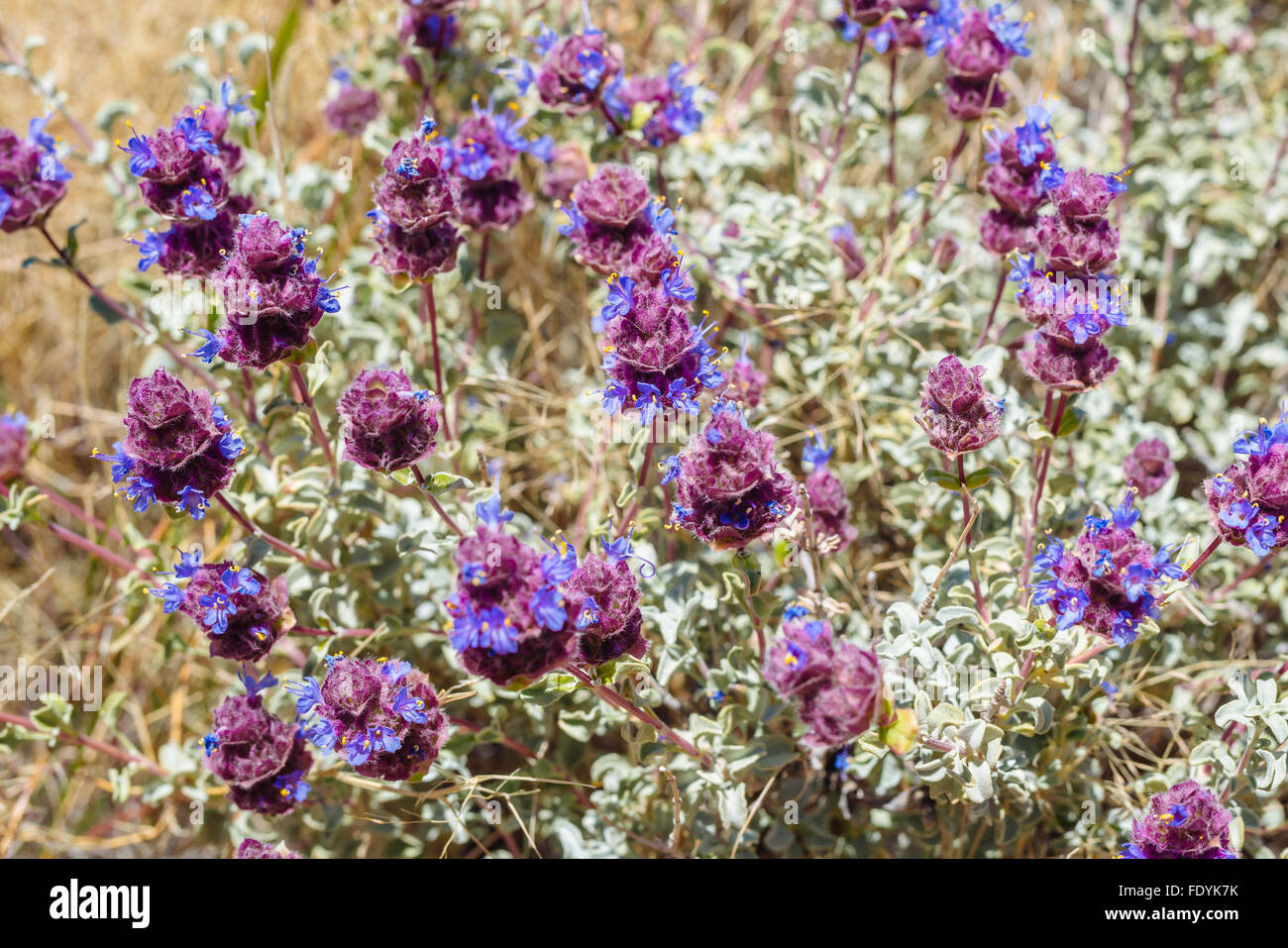 Blue SALVIA (salvia dorrii) crescita vicino Teutonia picco in Mojave National Preserve, California Foto Stock