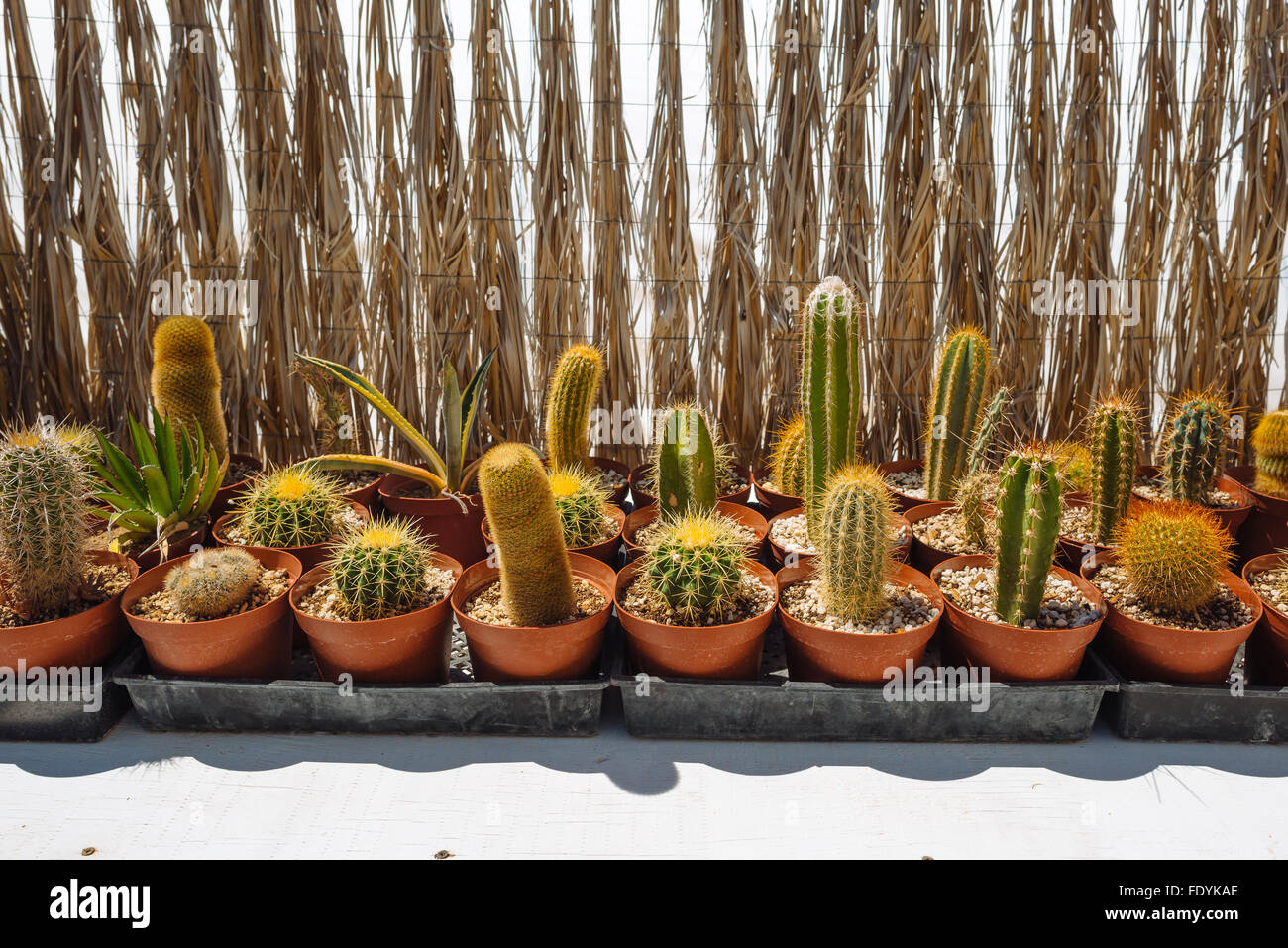Cactus per la vendita in Cina Ranch Data Agriturismo vicino a Tecopa, California Foto Stock