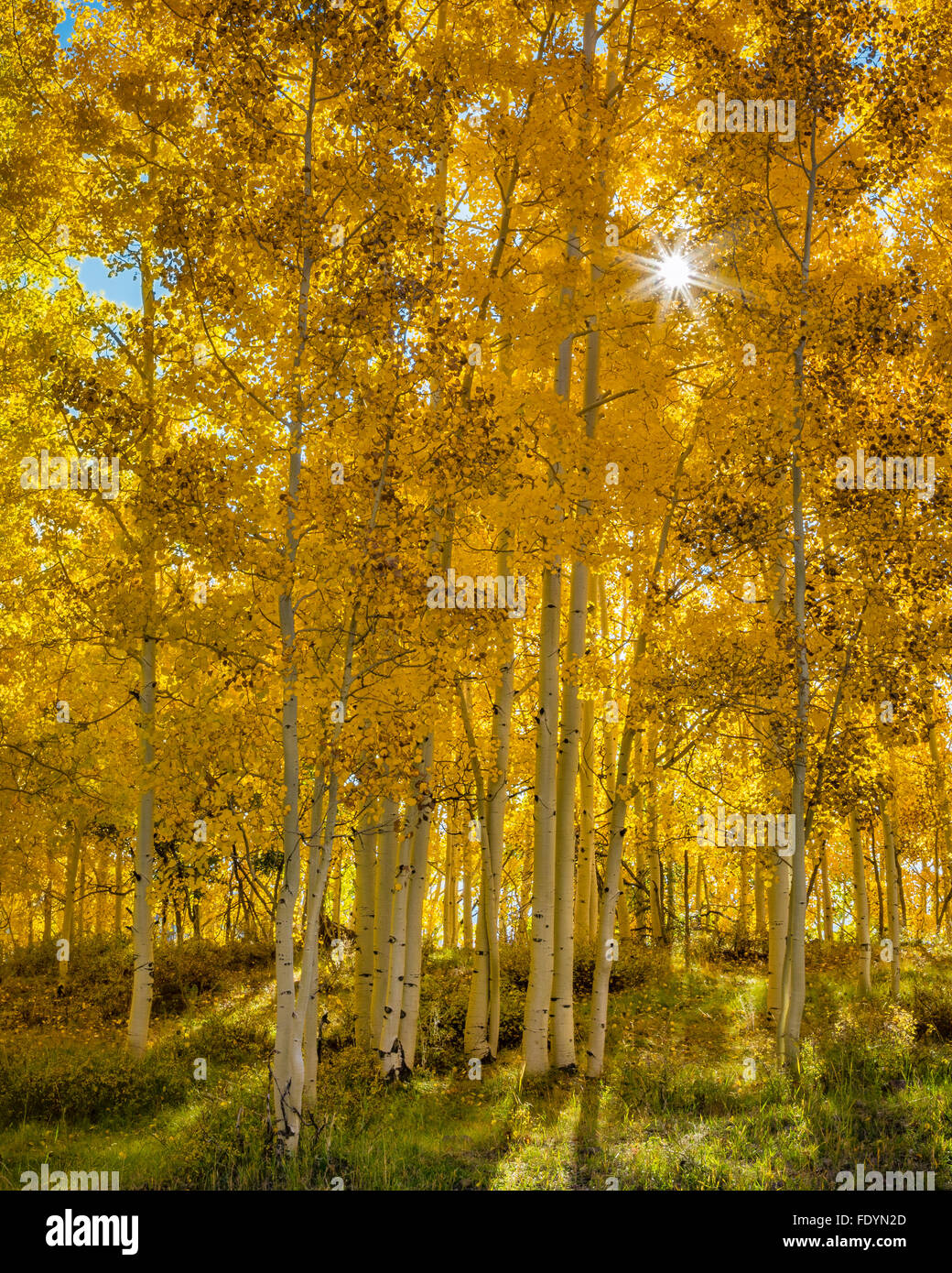 Boulder Mountain, Dixie National Forest, Utah: Sun proveniente attraverso le foglie d'oro di un Aspen Grove Foto Stock