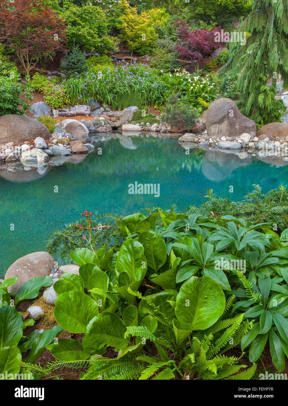 Vashon-Maury Island, WA: acqua salata piscina circondata dal bosco giardino perenne con l'elleboro e bergenia nel foreg Foto Stock