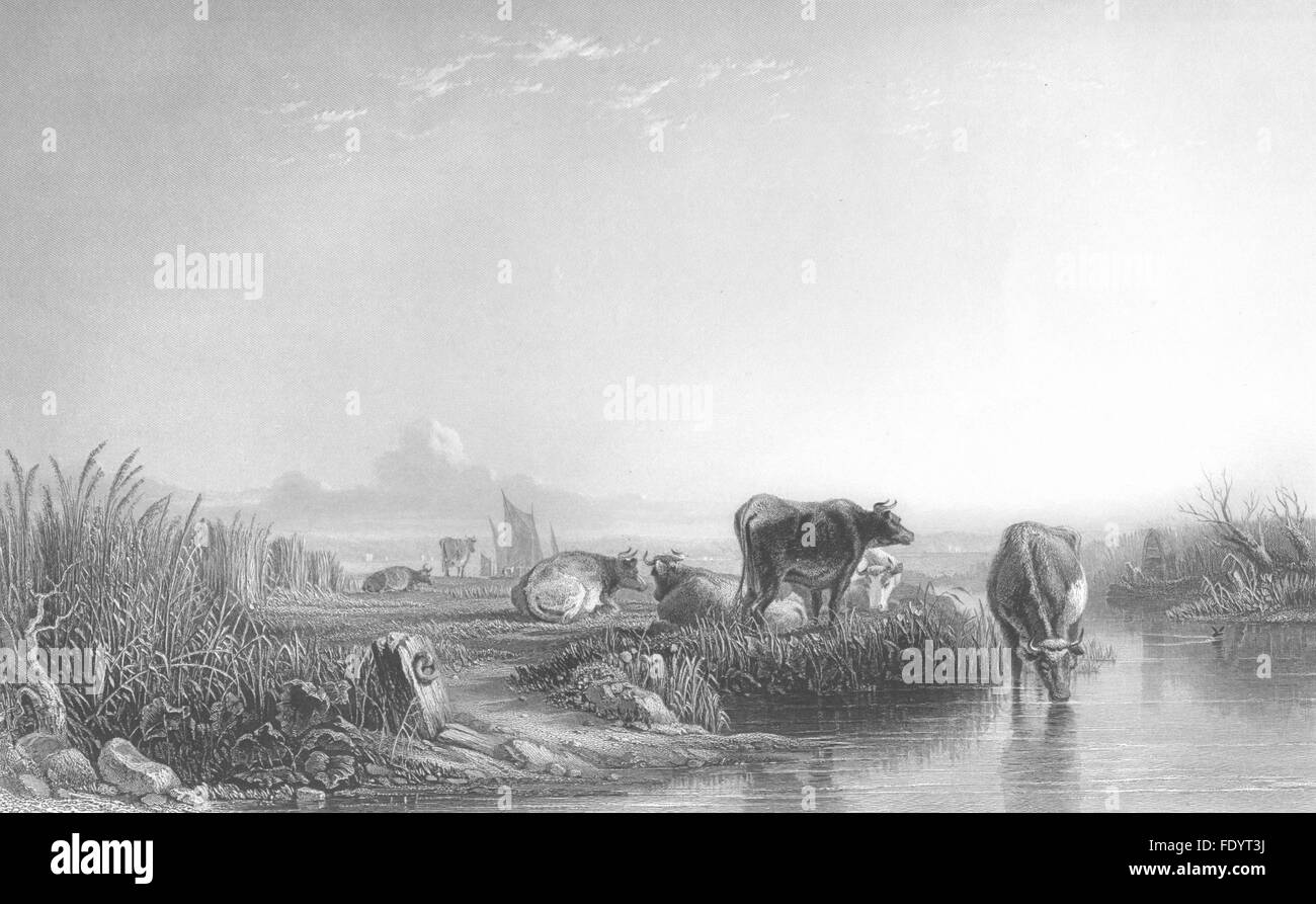 Vacche: Il resto alla vigilia, antica stampa c1870 Foto Stock