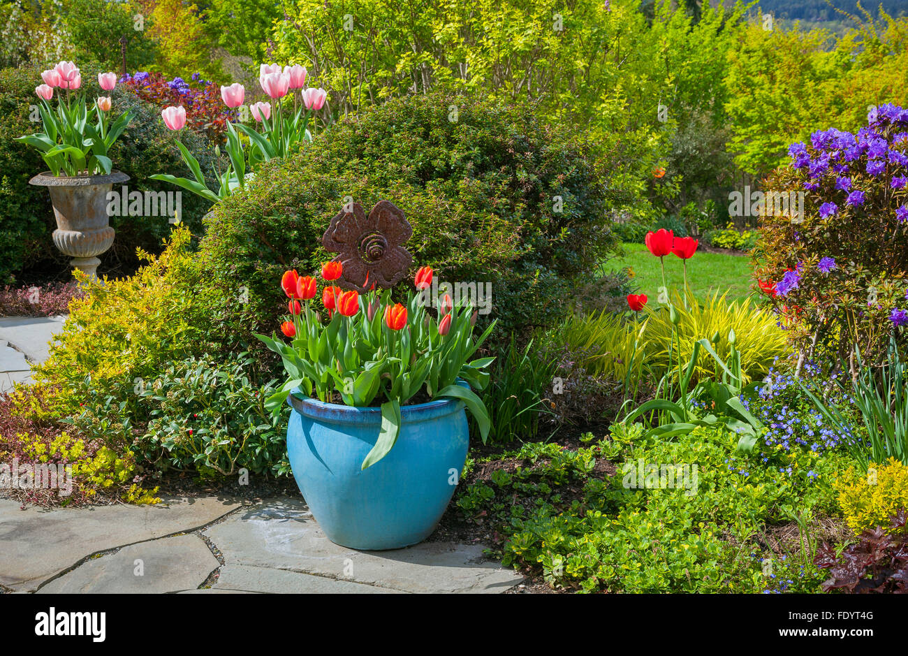 Vashon-Maury Island, WA: patio in lastricato con vasi colorati con tulipani orlato da giardino perenne letti. Foto Stock