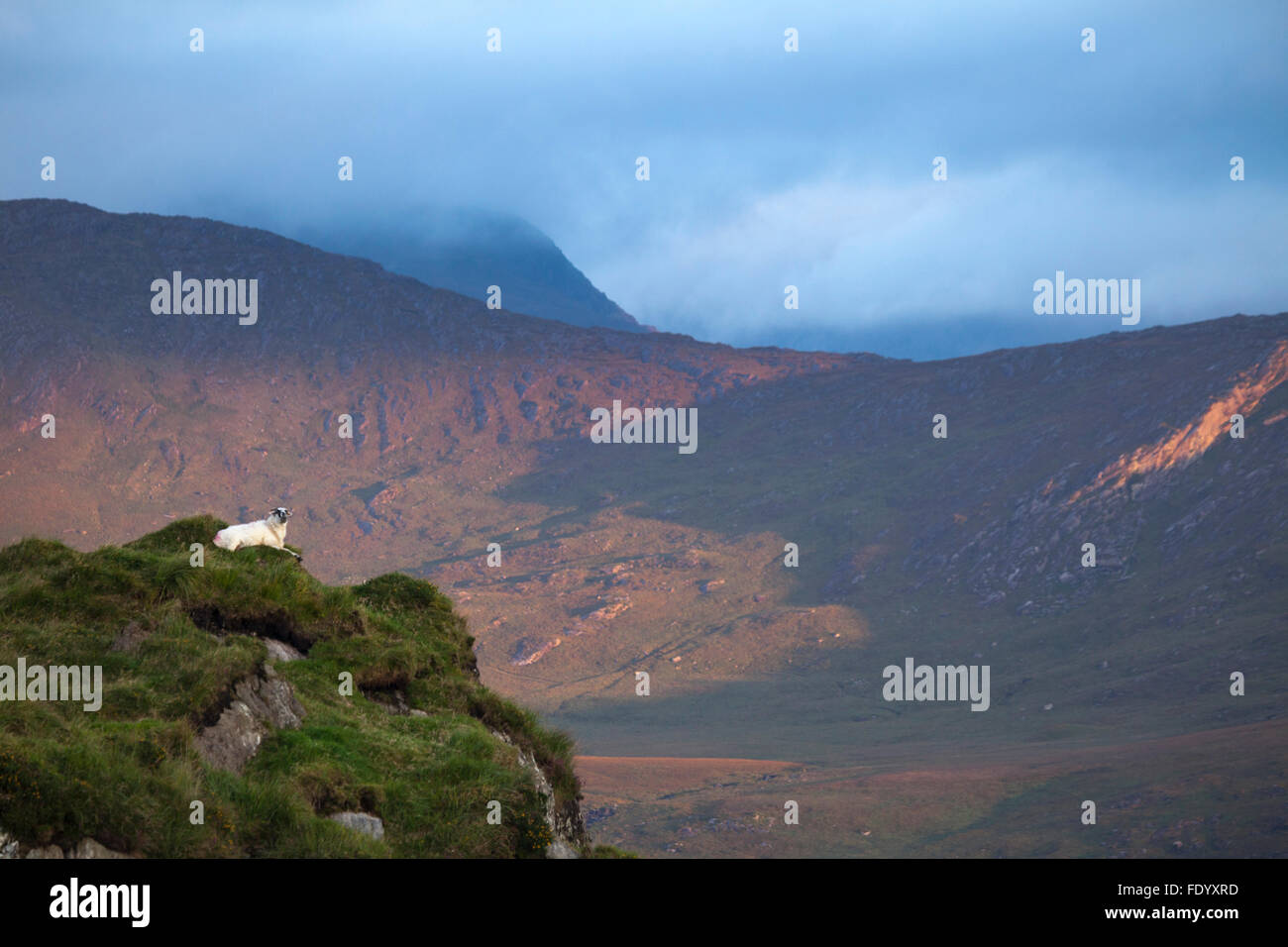 Pecore cercando in tutta la Valle del Nera da Dominik Moll Gap, County Kerry, Irlanda. Foto Stock