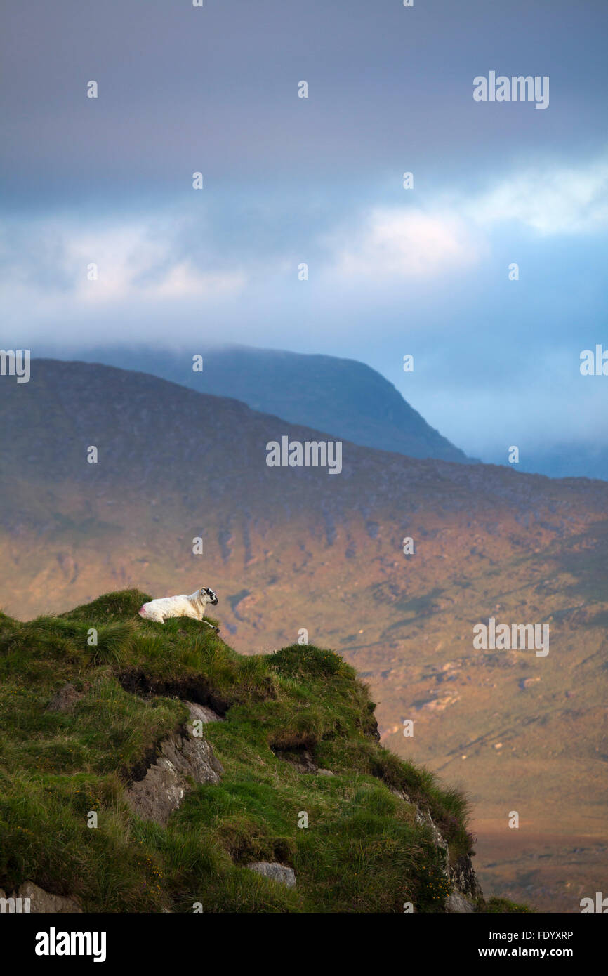 Pecore cercando in tutta la Valle del Nera da Dominik Moll Gap, County Kerry, Irlanda. Foto Stock