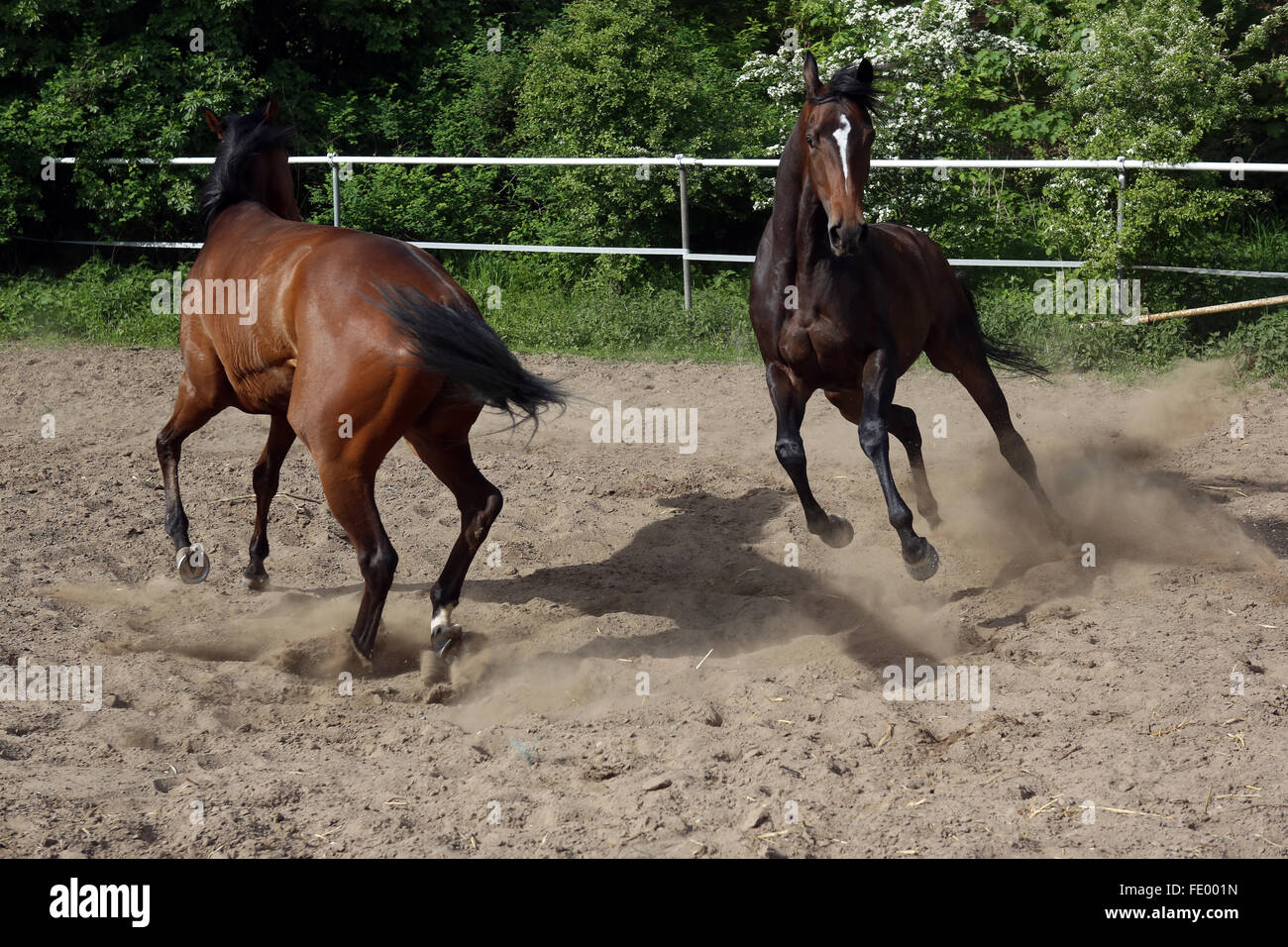 Neuenhagen, Germania, cavalli romp intorno in un paddock Foto Stock