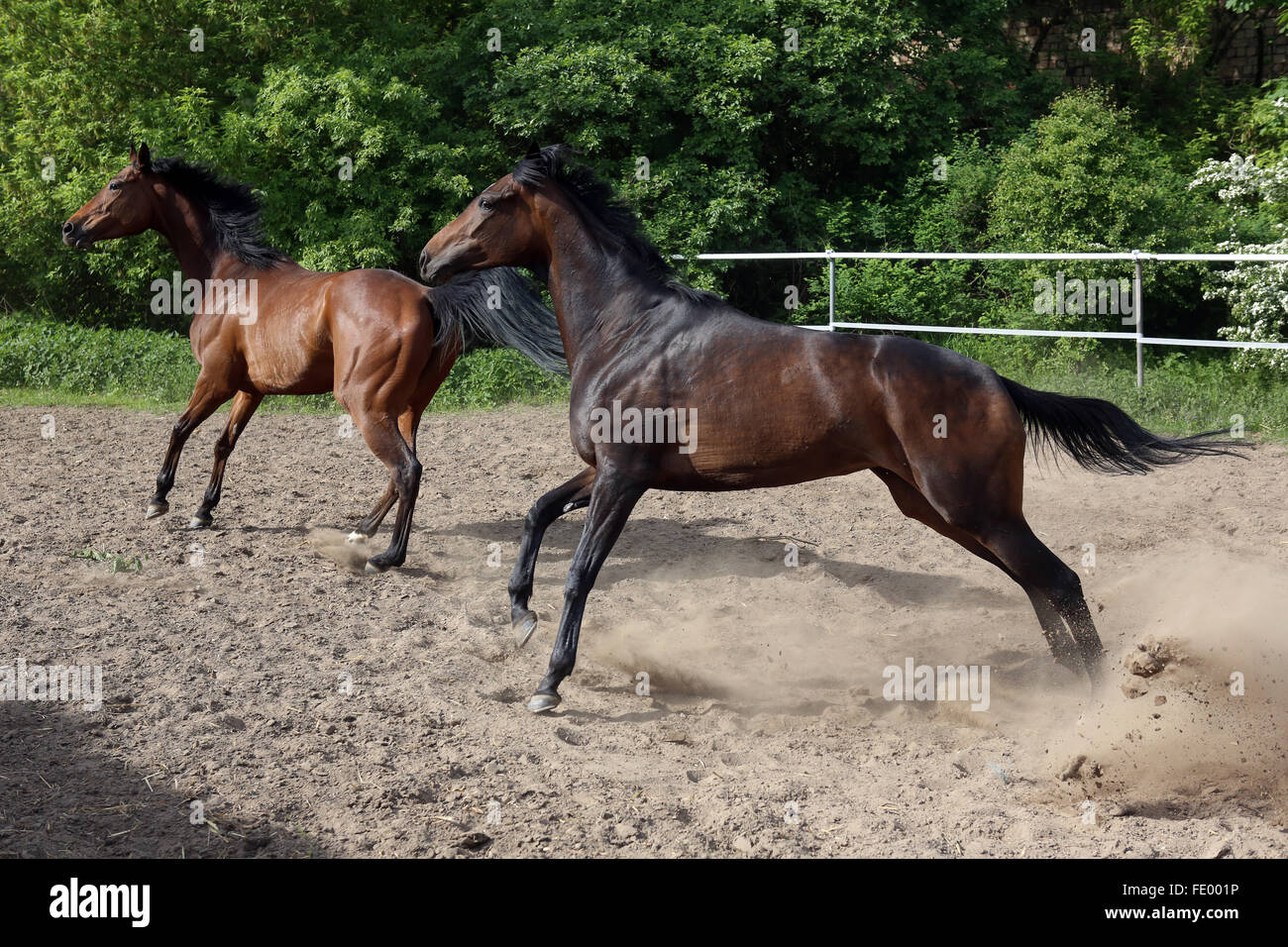 Neuenhagen, Germania, cavalli romp intorno in un paddock Foto Stock