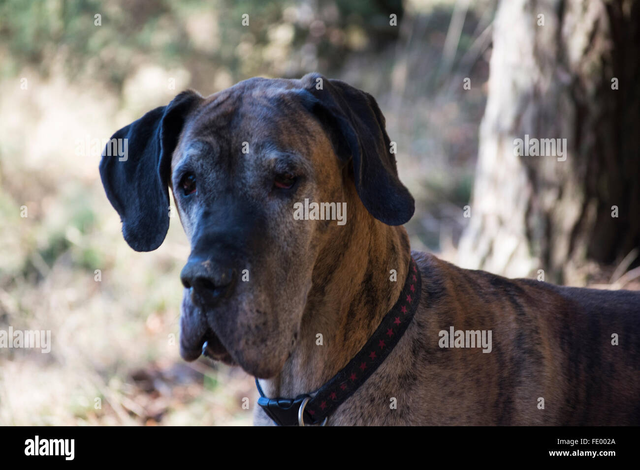 Alano nei boschi Foto Stock