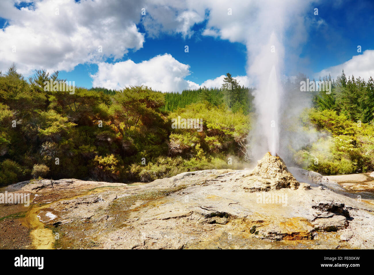 Lady Knox Geyser eruzione, Nuova Zelanda Foto Stock