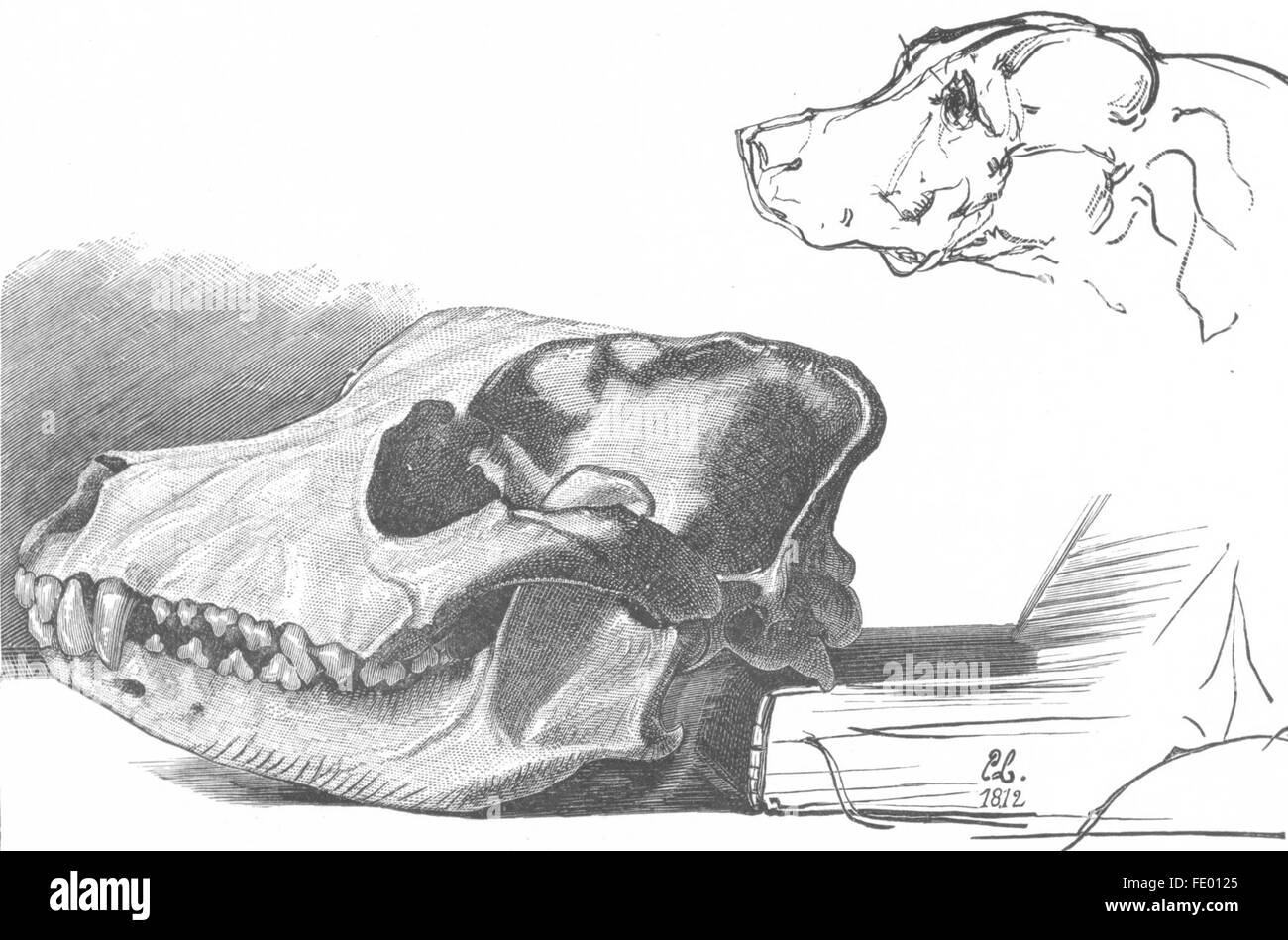 Cani: studio anatomico(cranio del cane)-Landseer, antica stampa c1880 Foto Stock