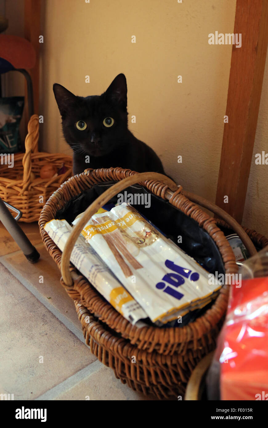 Neuenhagen, Germania, cat seduti dietro un cestello con bastoncini di Cat Foto Stock