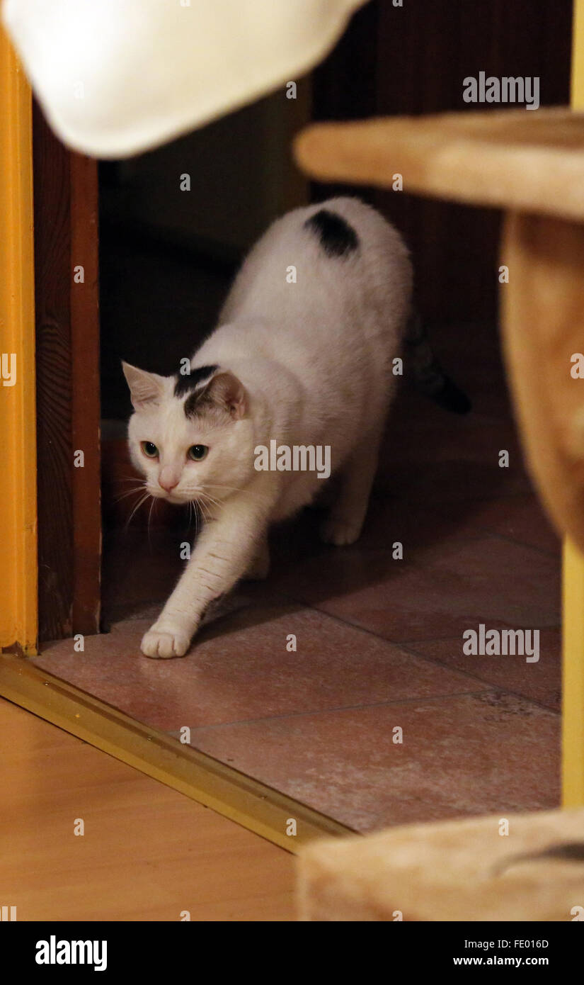 Neuenhagen, Germania, cat sneaks attraverso l'appartamento Foto Stock