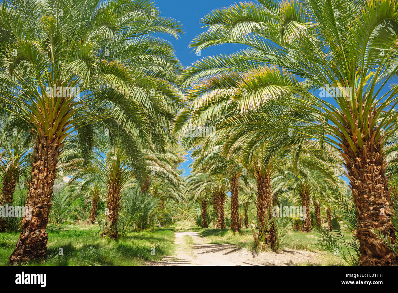 Data palme in Cina Ranch Data Farm, vicino Tecopa, California Foto Stock