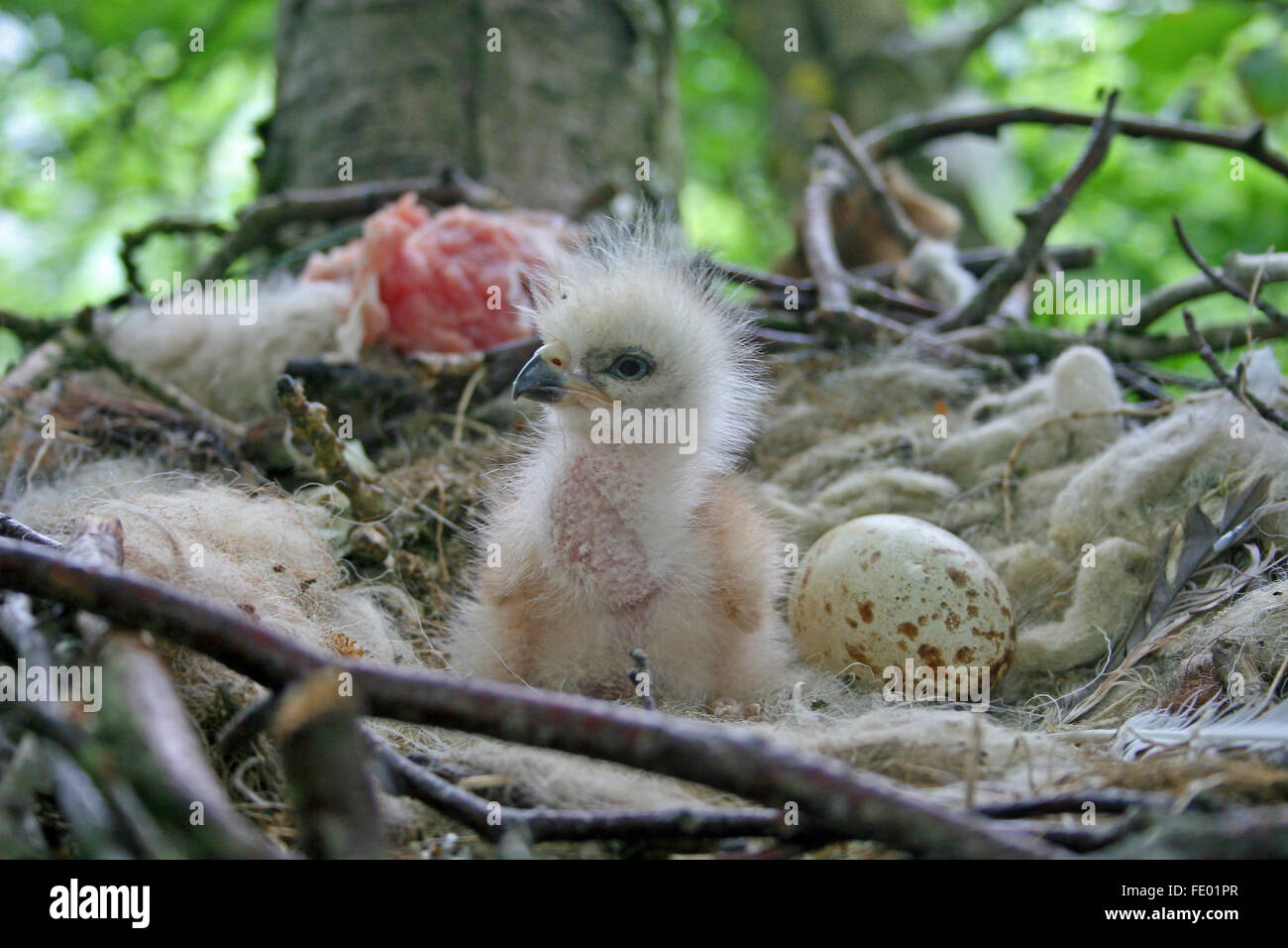 Aquilone rosso pulcino e delle uova nel nido. Foto Stock