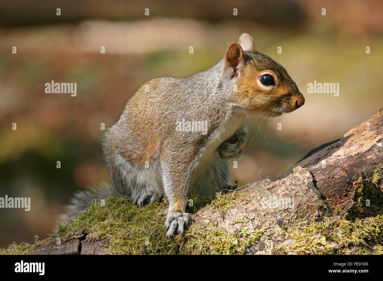 Scoiattolo grigio su albero Foto Stock
