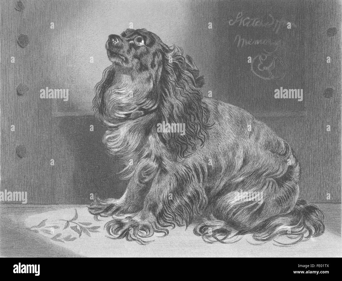 Animali: Pet di Duchess-Landseer, antica stampa c1880 Foto Stock