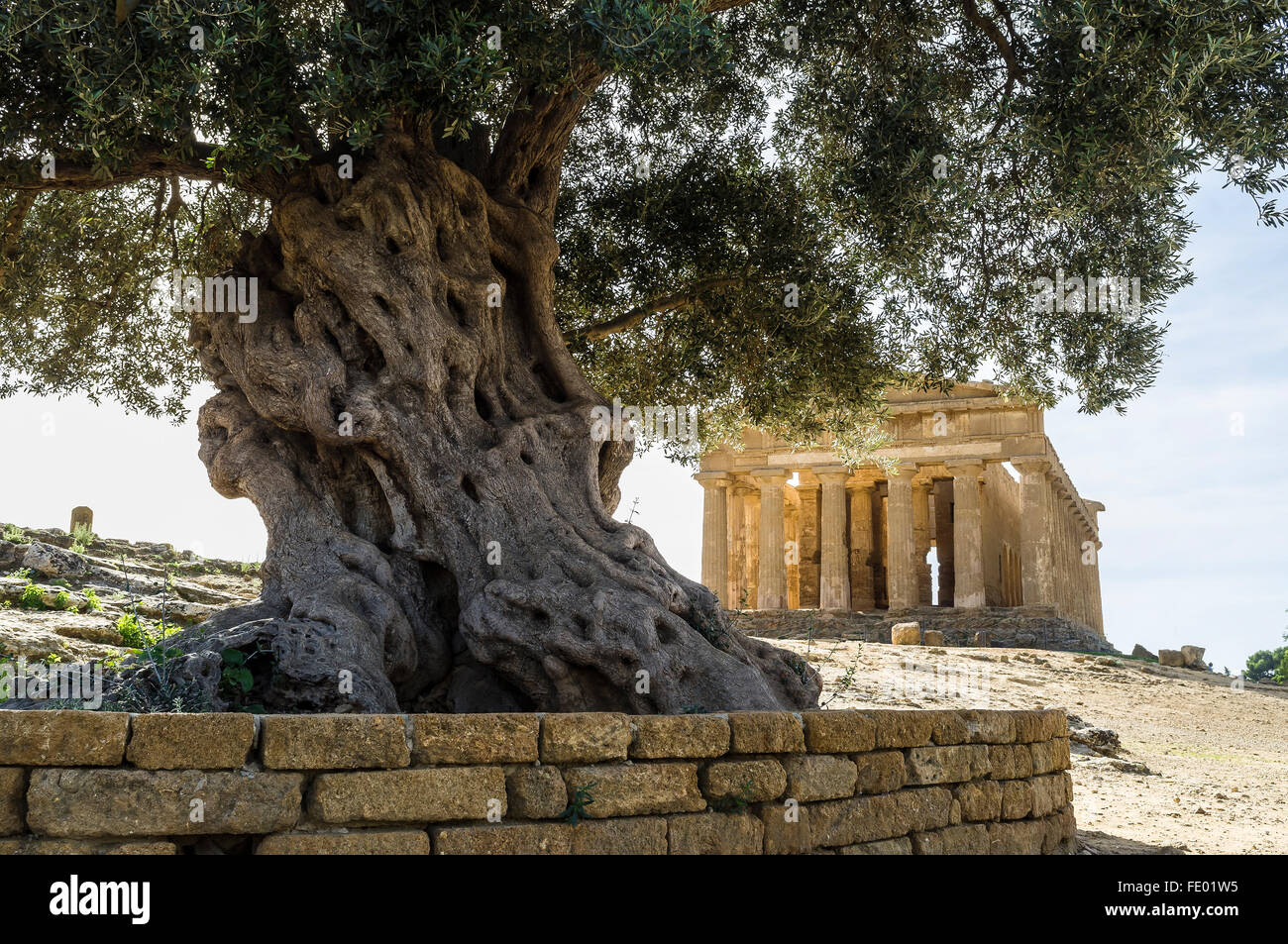 Nodose tronco di albero di olivo e il Tempio della Concordia di Agrigento, antica città greca di Akragas, Sicilia, Italia Foto Stock