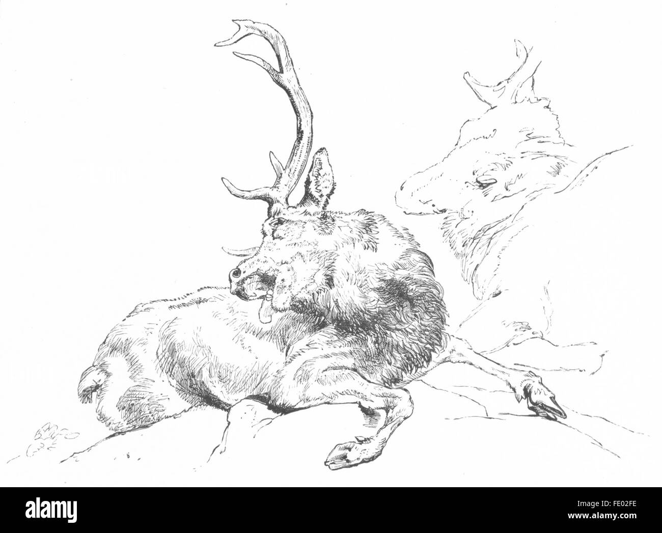 Il Cervo: a Rest-Landseer, antica stampa c1880 Foto Stock