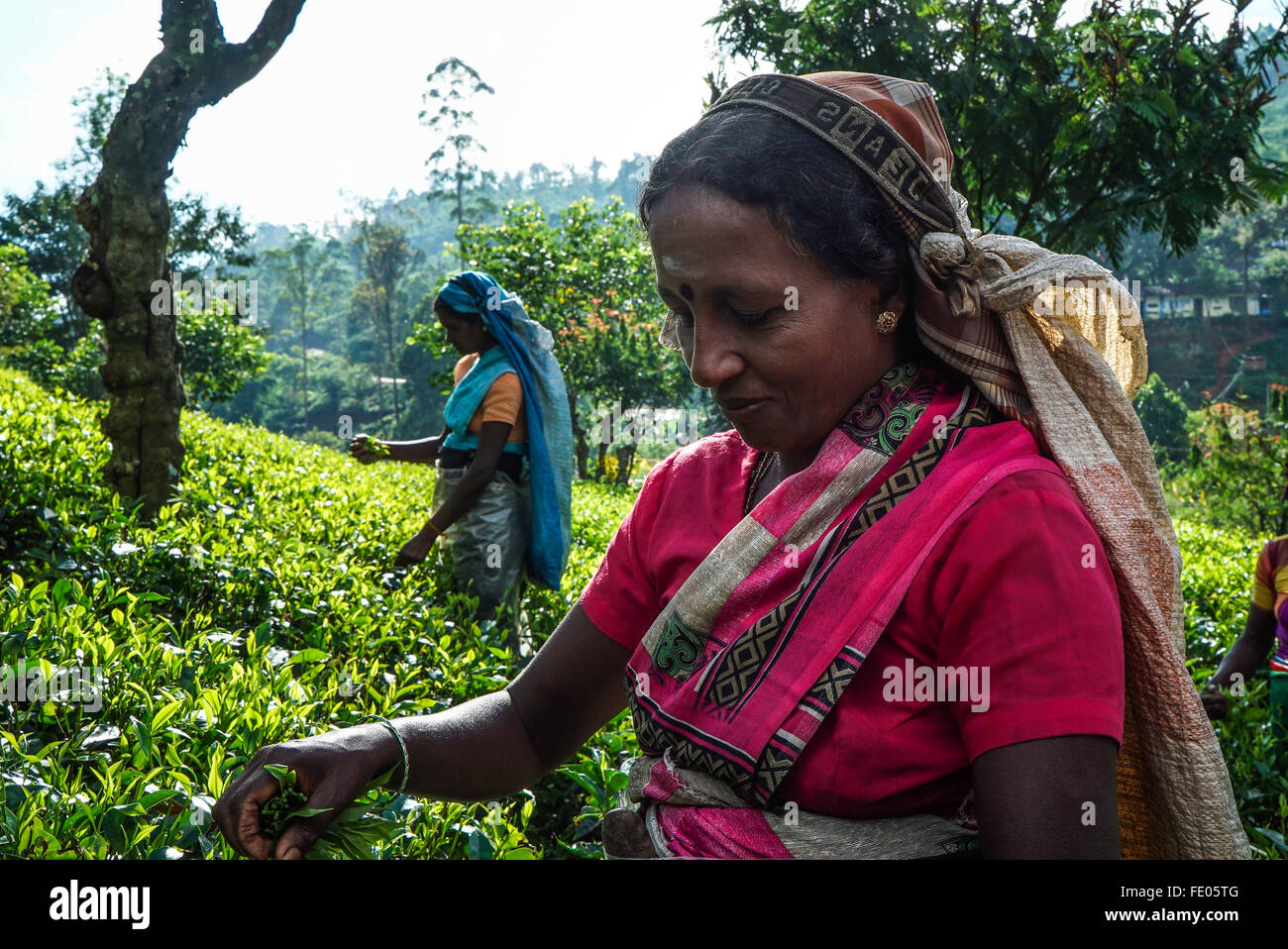 Piantagione di tè in Nuwara Eliya distretto, Sri Lanka Foto Stock