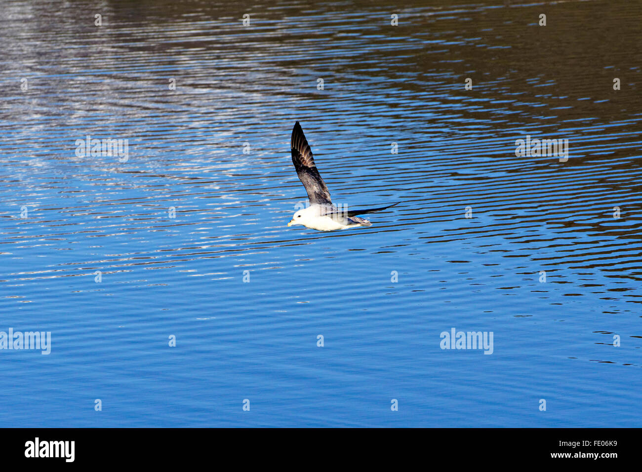 Islanda Gabbiano (Larus gaucoides) volando a bassa quota sopra acqua, Islanda Foto Stock