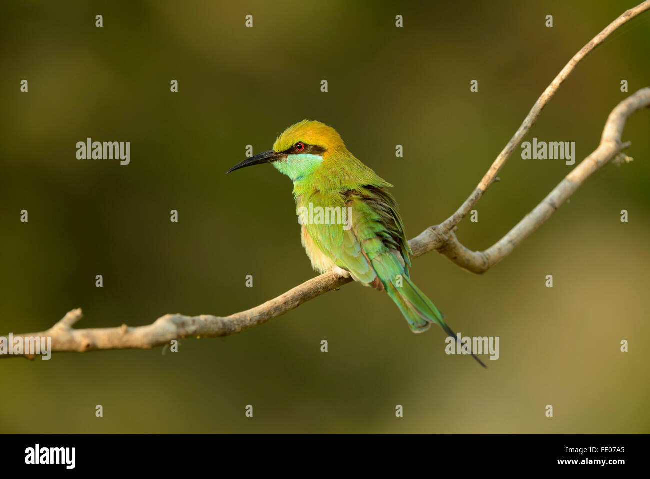 Poco verde Gruccione (Merops orientalis) appollaiato sul ramo, Yala National Park, Sri Lanka, Marzo Foto Stock