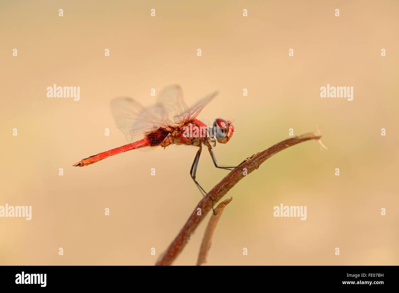 Red Basker Dragonfly (Urothemis assignata) maschio adulto arroccato su ramoscello, Parco Nazionale di Mana Pools, Zimbabwe, Novembre Foto Stock