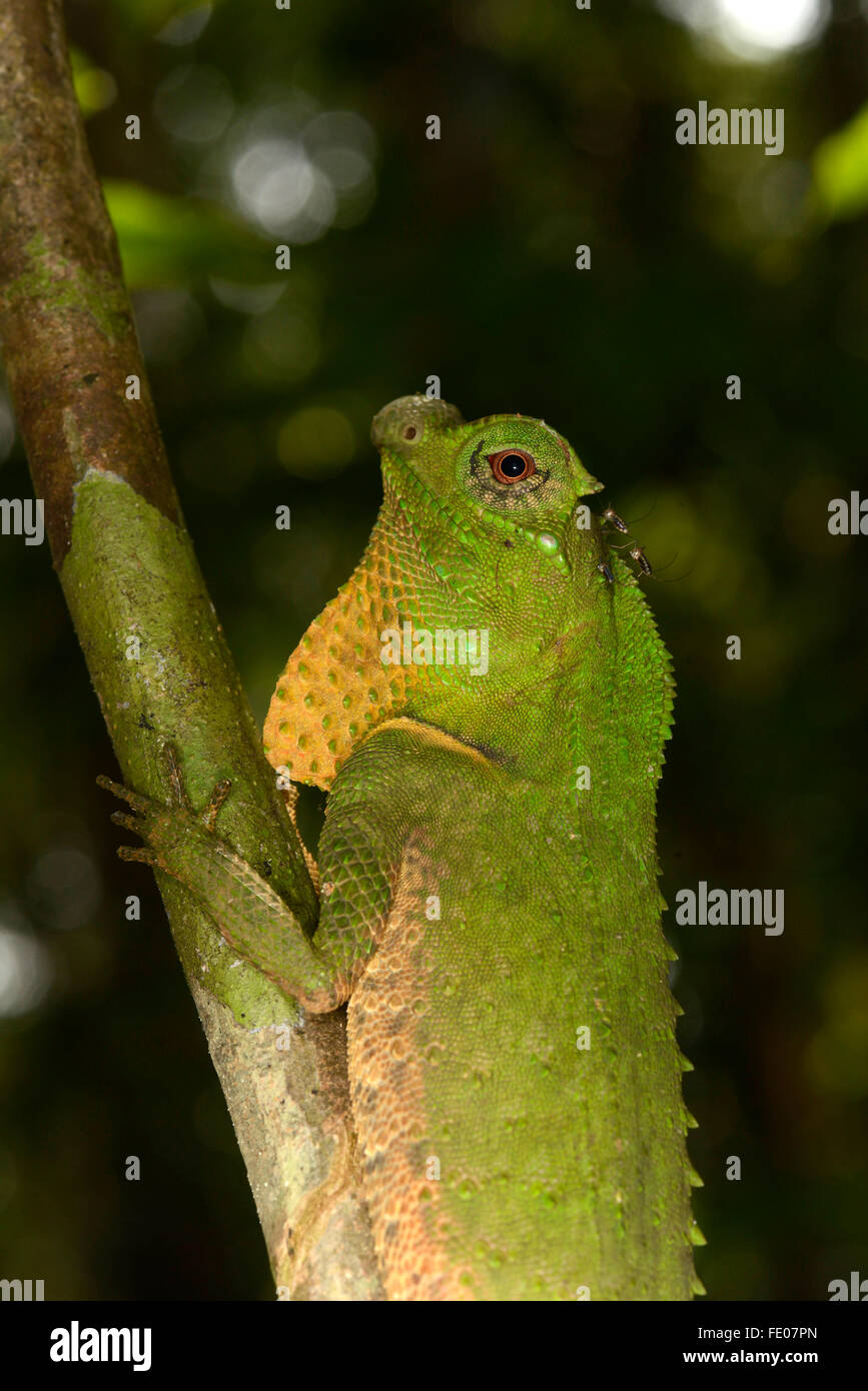 Gobba muso o gobba dal naso-Lizard (Lyriocephalus scutatus) in appoggio sul ramo, riserva forestale di Sinharaja, Sri Lanka, Marzo Foto Stock