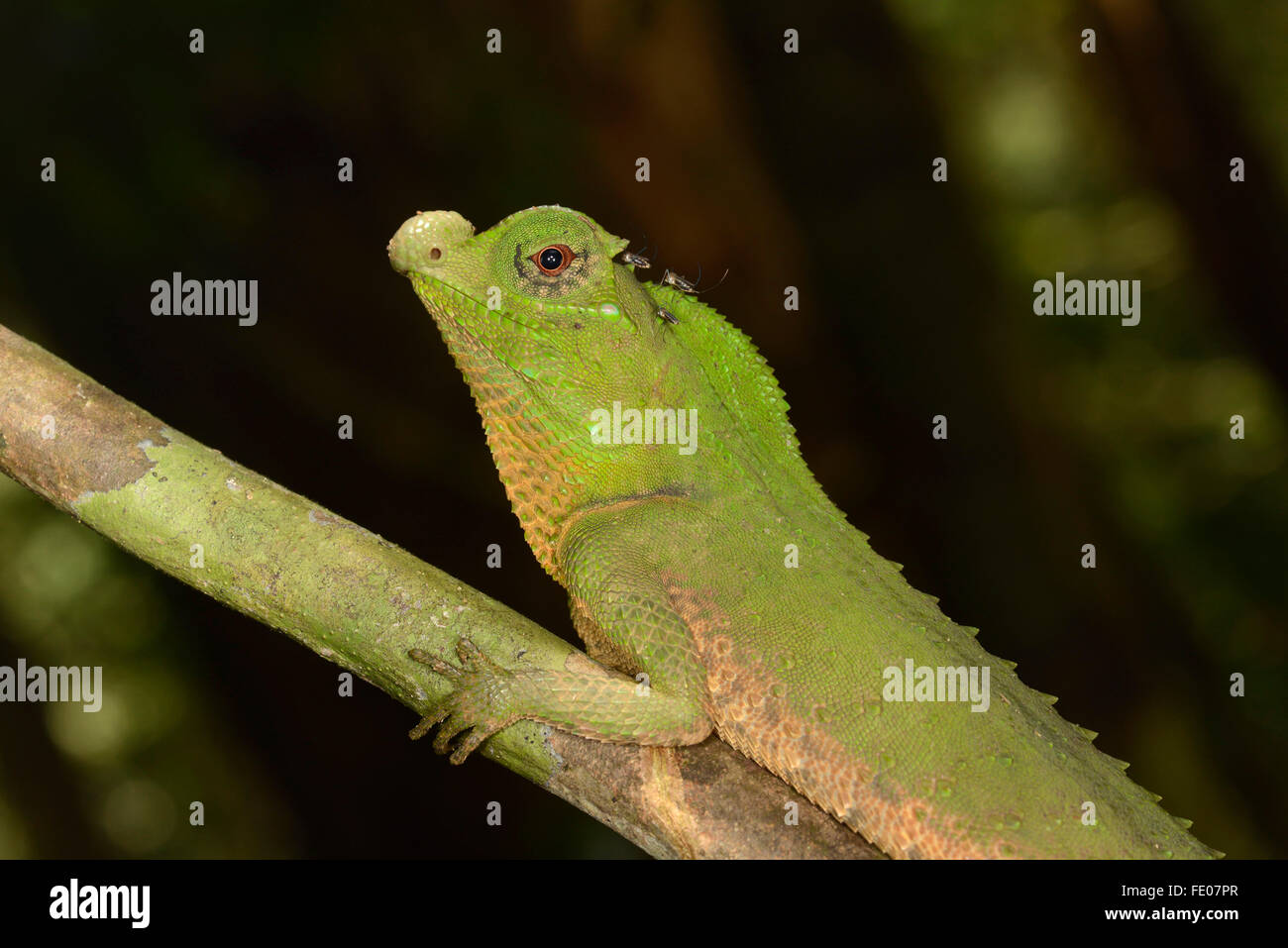 Gobba muso o gobba dal naso-Lizard (Lyriocephalus scutatus) ritratto, riserva forestale di Sinharaja, Sri Lanka, Marzo Foto Stock