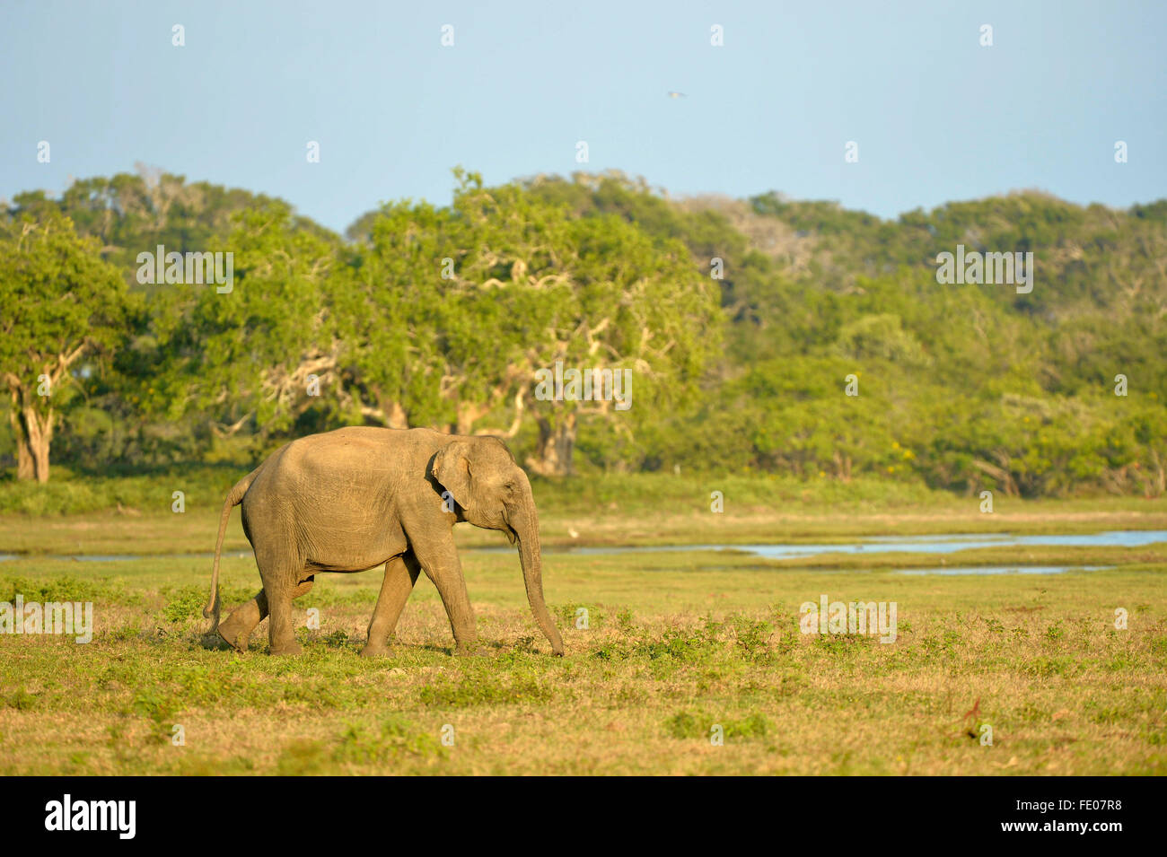 Il governo dello Sri Lanka Elephant (Elephas maximus maximus) a piedi attraverso il parco nazionale Yala National Park, Sri Lanka, Marzo Foto Stock