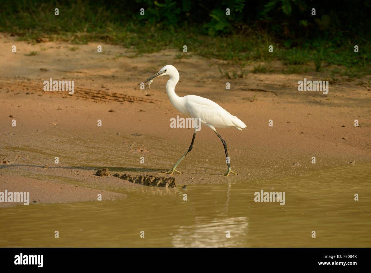 Garzetta (Egretta garzetta) in piedi con la piccola rana nel suo becco, Yala National Park, Sri Lanka, Marzo Foto Stock